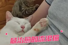 最懂事的流浪猫，即使被收养却还是小心翼翼敏感自卑 #关爱流浪猫 #敏感自卑的流浪猫 #妞妞猫咪 #记录猫咪日常