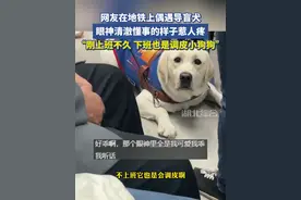 网友在地铁上偶遇导盲犬，眼神清澈懂事的样子惹人疼，主人：它刚上班不久，下班也是调皮小狗狗视频封面