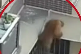 德阳一猕猴居民楼外“飞檐走壁” 林业人员追捕多日 仍未捕获 非常灵活见人就跑 疑为家养出逃