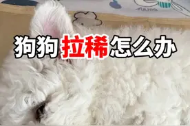 狗狗拉稀怎么办 #比熊 #泰迪 #狗狗拉肚子视频封面