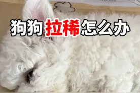 狗狗拉稀怎么办 #比熊 #泰迪 #狗狗拉肚子视频封面