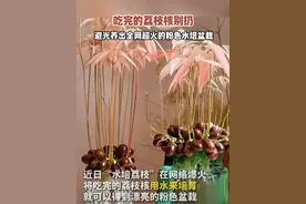 吃完的荔枝核别扔，避光养出全网超火的粉色水培盆栽。 