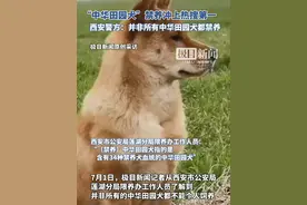 “中华田园犬禁养”冲上热搜第一，西安警方：并非所有中华田园犬都禁养（原创内容）