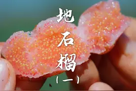 童年回忆地石榴，你们有多久没吃过啦？ #童年野果 #地石榴