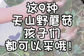 暑假带孩子自驾游，这9种野蘑菇一定要采回家，都很美味~#自驾游 #捡菌子的乐趣 #采蘑菇 #大自然的馈赠 #旅行大玩家视频封面