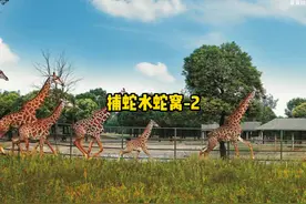 捕蛇水灌入洞中后续 捕蛇水后续来了#动物世界 #蛇视频封面