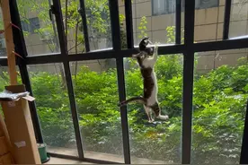 它竟然把小猫叼出去了！！ 唉，我本将心照明月，奈何明月照沟渠。
#流浪猫 #幼猫视频封面