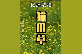 猫爪草 #猫爪草 #植物科普 #抖出健康知识宝藏 #中草药 #胡博士说中医视频封面
