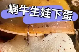 蜗牛居然会下蛋！而且是从嘴里吐出来的？视频封面