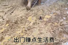 泥泞中的救援：大象与主人助力，为改善伙食而战。 #大象救援#生活不易#打工人打工大象视频封面