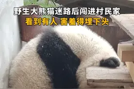 野生大熊猫迷路后闯进村民家，看到有人，害羞得埋下头视频封面
