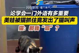 11月10日（采访），四川成都，论学会一门外语有多重要 美蛙被猫抓住竟发出了猫叫声 猫：那我“呱”？#我和流浪猫的故事 #萌宠出道计划 #牛蛙
