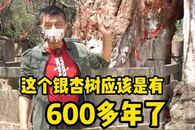 树干上究竟有几只小松鼠？#云南旅游 #抖音旅行 #常戎带你逛云南 #美好时光留住美好的回忆 视频封面