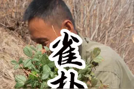 雀扑篓 这种野菜有吃过的吗？#农村生活 #农村美食 #我的乡村生活 #山野菜 #内容启发搜索视频封面