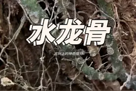 水龙骨 水龙骨科元老植物，通常叫青龙骨视频封面
