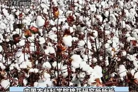 河南科学家研究从棉花里提取抗癌物质紫杉醇