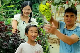 怀孕后就特别的嘴馋，想吃各种好吃到，今天老公带我摘新鲜的葡萄，听姐妹们说孕妇多吃葡萄对胎儿好#孕期 #葡萄 #我的乡村生活 #农村生活视频封面