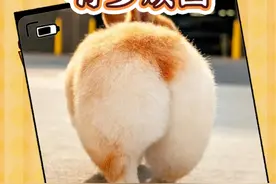 柯基的短腿基因有多强大？ 不管什么品种的狗狗跟它结婚，生出来的后代都是短腿！绝了……#柯基小短腿#柯基基因真强大#串串狗#柯基臀@DOU+小助手视频封面