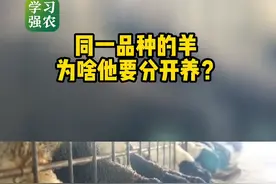 同一品种的羊 为啥他要分开养？ #养羊 #肉羊养殖 
