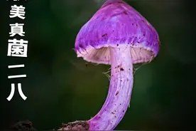 继续发现最美蘑菇真菌-毒蘑菇 #野生菌 #捡菌子 #食用菌 #采蘑菇真的是很有乐趣 #蘑菇