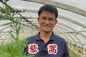 爱吃的“藜蒿炒腊肉”中的“藜蒿”是怎么种出来的？#藜蒿 #藜蒿炒腊肉 #藜蒿种植#抖音三农#农业科普视频封面