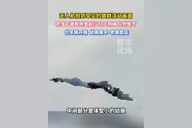 积雪下狼群刨雪前行 分工明确 队列整齐，幼狼居中 壮年狼开路 老狼垫后的顺序刨雪前行#新疆阿勒泰 #难得一见 #野生动物零距离视频封面