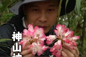 又是之前没拍到过的植物，快来认识新物种。 