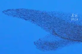 #黄河口惊现壮观鸟浪 在现实里看到课本上的“鲲鹏”了！视频封面