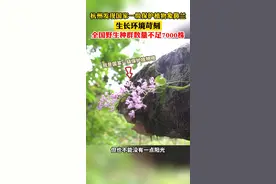 杭州发现国家一级保护植物象鼻兰，紫色“小精灵”你见过吗？（供稿：钱江视频）#浙江dou知道 #国家一级保护植物  视频封面