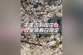鸡鸣寺的樱花开啦！快@你的旅游搭子赶一场金陵的春日限定吧！ #杭柏亚教授 #鸡鸣寺樱花 #鸡鸣寺的樱花开了 #南京旅游攻略 #南京旅游必去的景点视频封面