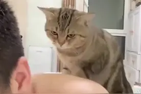 猫咪为了生活放下了猫的尊严 一脸不情愿的给主人按摩#猫猫的心思全写在脸上了 #喵星人视频封面