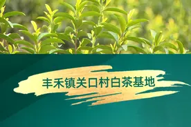 #邻水 #春茶 #乡村振兴 阳春三月，茶叶逐渐吐露出嫩芽。在丰禾镇关口村的白茶基地，600多名茶农抢抓时节，赶采春茶，呈现出一派忙碌景象。视频封面