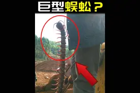【辟谣】工地挖出巨型蜈蚣？体长超1米，能啃断大树？ #蜈蚣视频封面