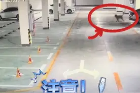 女子晚上在地库低头玩手机走路，一只未牵绳的大狗“扑面而来”，监控记录女子被吓到当场摔倒 #社会百态 #热点 （来源：@我不懂嘿趴 ）视频封面