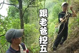 实属罕见，和老爸一起挖到几棵5米长的五指毛桃根。 你们觉得采一天八角挣得多还是挖一天五指毛桃挣得多？视频封面