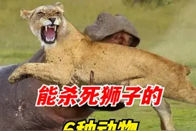 能杀死狮子的6种动物，百兽之王也认怂，毫无还手之力？ （1）#非洲狮 #狮子 #动物世界视频封面