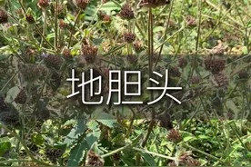 它叫地胆头，你见过吗？#地胆头视频封面