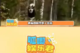 二哈：一想到等会儿我要给他带回来什么我就想笑 #狗狗 #熊 #万万没想到 #狗子的迷惑行为