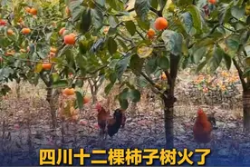 近日，四川宜宾一网友家里种十二棵柿子树火了，硬生生给家里干成景点了。广西网友：不理解，我家里种的柿子都是喂鸡的。（来源：新闻视界、网友“来自星星的李”）视频封面