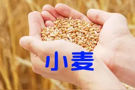 河南人，种地魂！全国小麦产量10强省排名，山东河南稳居前2视频封面