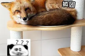 怎么让狐狸学会定点如厕？这还用教么哈哈 #萌宠日常记录 #狐狸 #神奇动物在抖音 #宠物训练