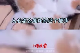 猫咪脖子上被挂四只幼崽，一路拖行。拍摄者：非常震惊，已送医。#曝光不文明行为 #拒绝虐待 #关爱流浪动物 视频封面