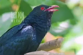 深圳市民投诉鸟叫声严重影响睡眠，官方回应：不属于城市噪声管控范围，建议市民调整作息环境。#媒体精选计划视频封面