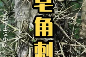 皂荚的刺，皂角刺 #皂角刺 #皂荚 #中草药 #胡博士说中医视频封面