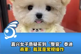 嘉兴女子质疑买到“整容”泰迪 到货时发现狗被画了眼线和裁耳。商家：裁耳是常规操作