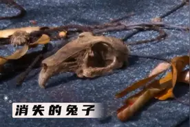 学校发生怪事，后山饲养的兔子每天莫名消失#奇闻异事视频封面