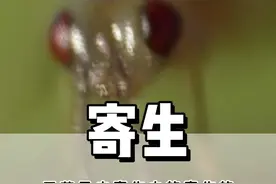 无花果内寄生中的寄生的生存环境 #微观世界 #自然科普 #奇趣自然视频封面