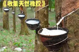 这简直就是泰国人的摇钱树，纯天然的橡胶从采集到制作的全过程。