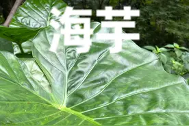 再次提醒，天南星科基本没善茬，夏秋需要注意滴水观音的风险 #有毒植物 #滴水观音 #海芋 #植物科普