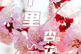 烟台十里杏花谷美如画卷，你还不来看看？#最in山东打卡地视频封面